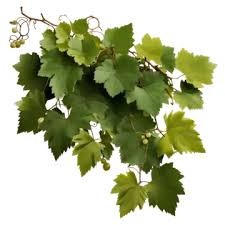 Vine Leaves